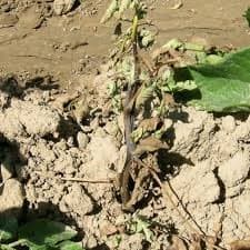 Blackleg