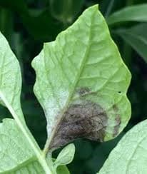 Late Blight