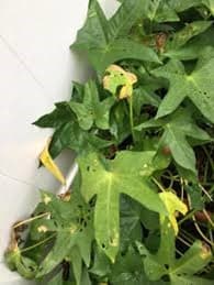 Psyllid Yellows
