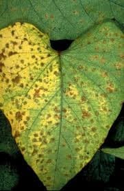 Septoria Leaf Spot